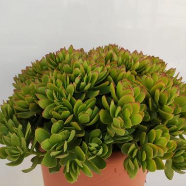 Crassula platyphylla